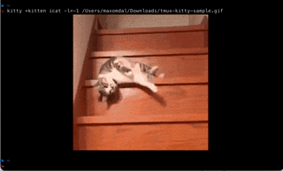 Kitty terminal output with the icat plugin